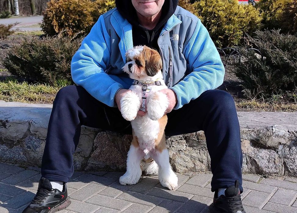 Вязка Ши-Тцу. 2000гр.