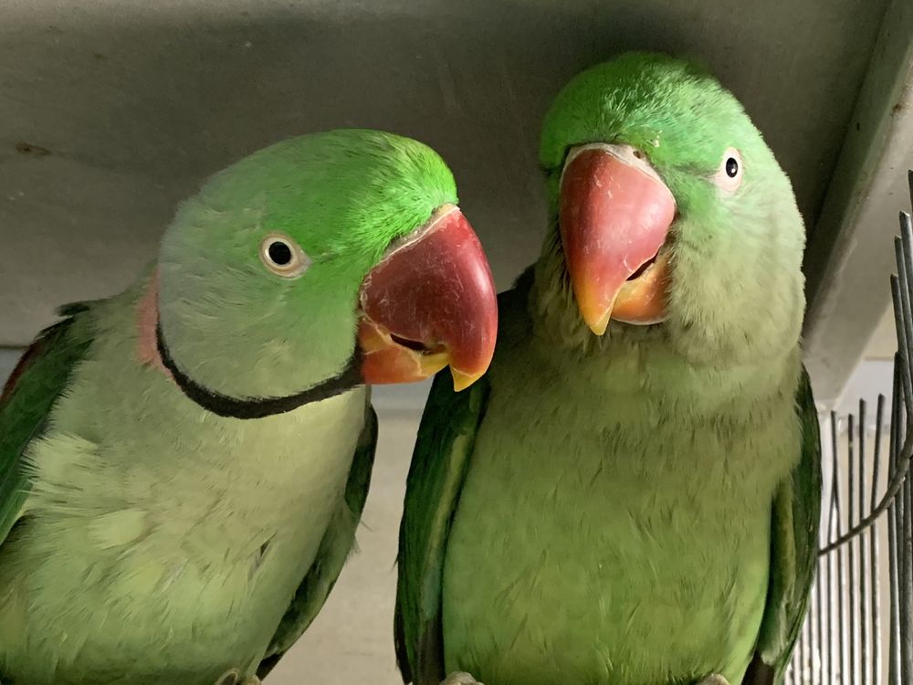 Александрийские попугаи пара сформированная ожереловые