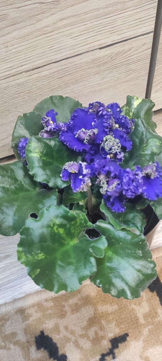 Fiołek karbowane liście Variegata