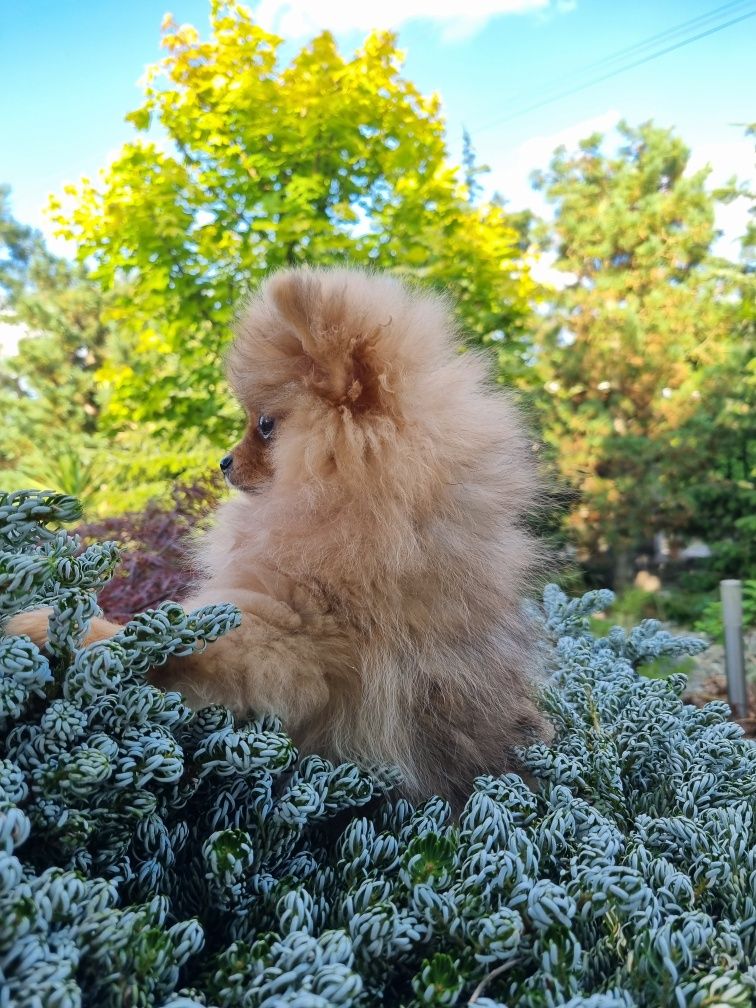 Malenstwo XXS Miniaturka BILLY piesek szpic miniaturowy pomeranian Uni