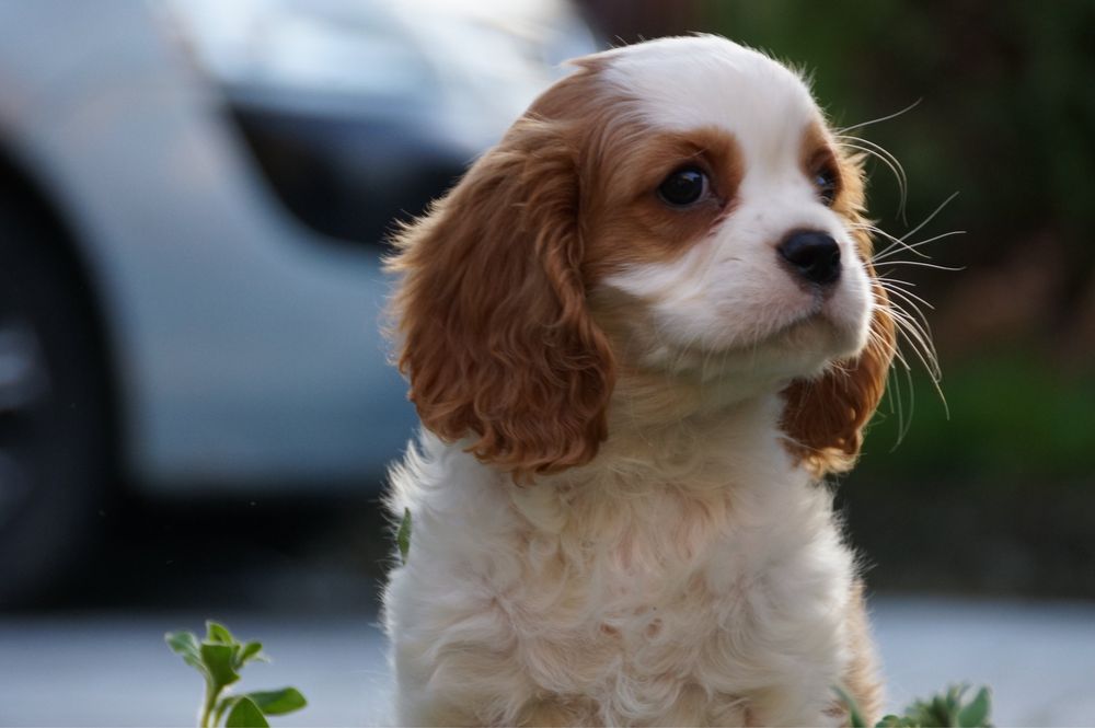 Cavalier King charles spaniel