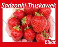 SADZONKI TRUSKAWEK ELKAT – Silne, Zdrowe od Niewczas Szkółka