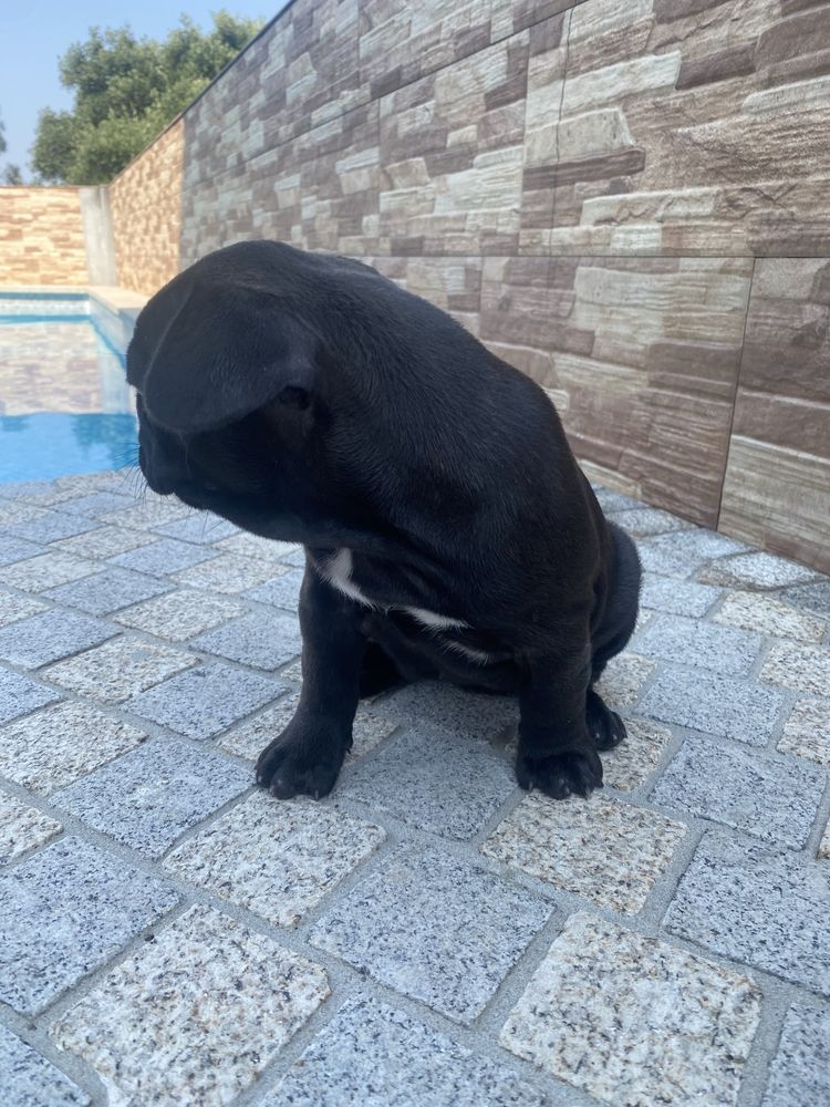 Bulldogue frances