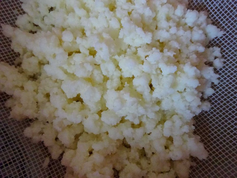 Grzybek tybetański 3 łyżki na 0,5 l mleka