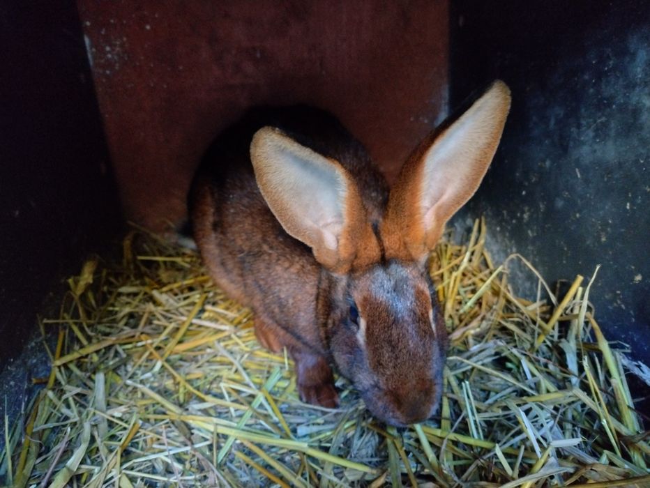 Zajęczak mahoniowy samica zakocona