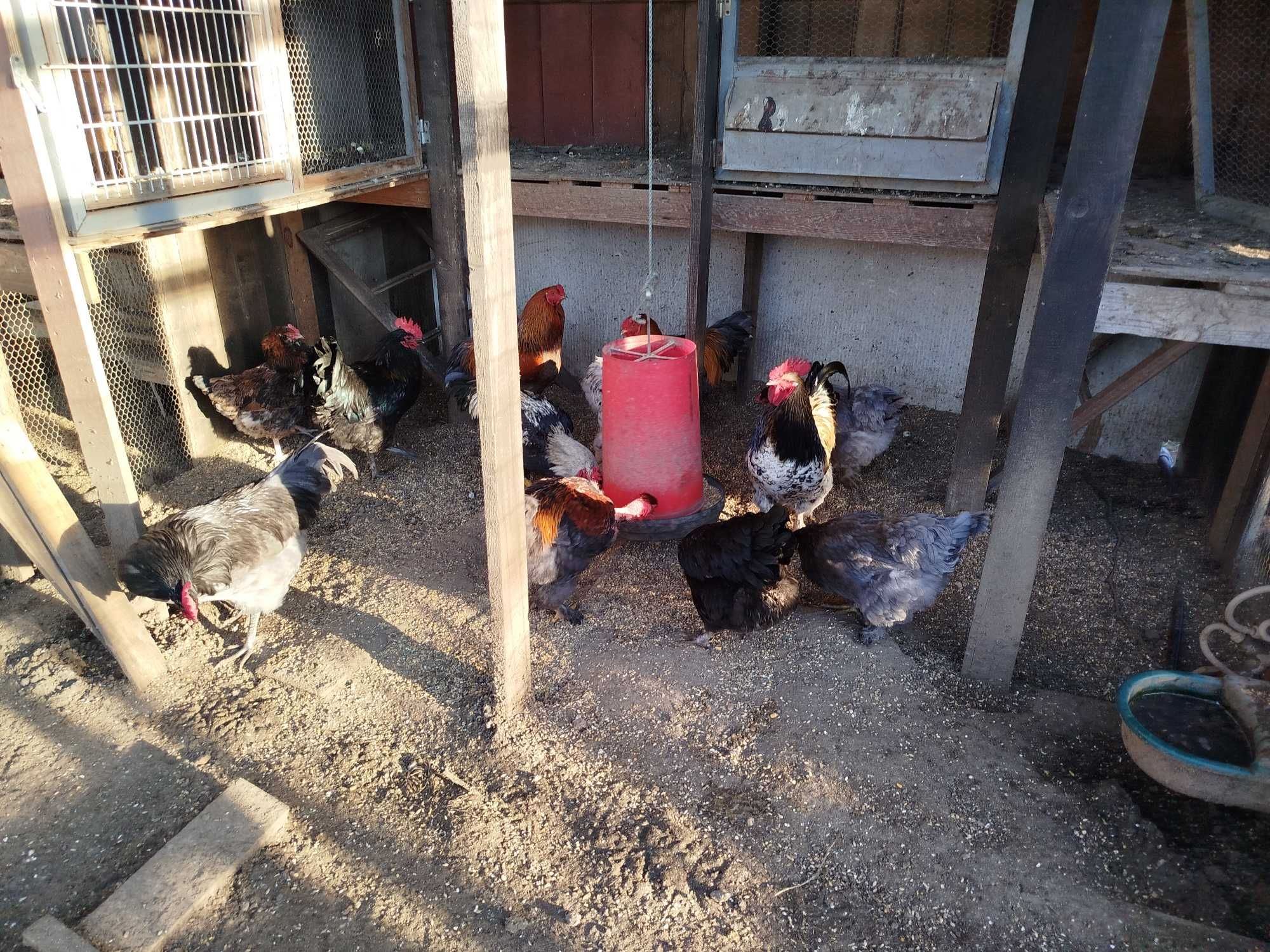 Ovos Galados de Fraca, Galinha e Pata Muda, Pintos e Frangos Diversos