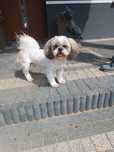 Shih tzu Reproduktor 4 pokolenia liczne mioty ocena bardzo dobra Odys