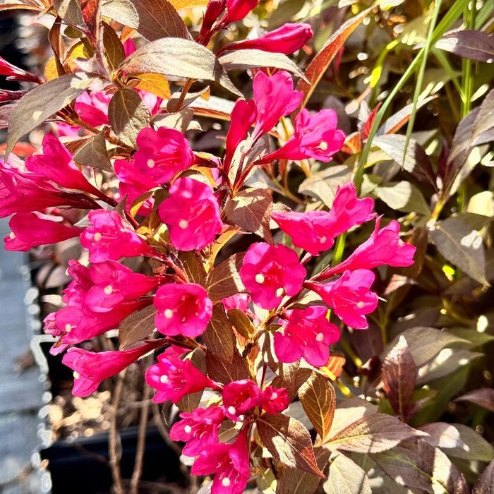 Krzewuszka cudowna 'Minor Black' (Weigela) Karłowata Poj. 2.0L