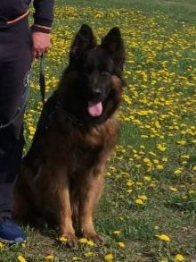Кобель немецкой овчарки