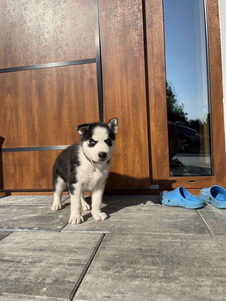 Szczeniak Syberian Husky