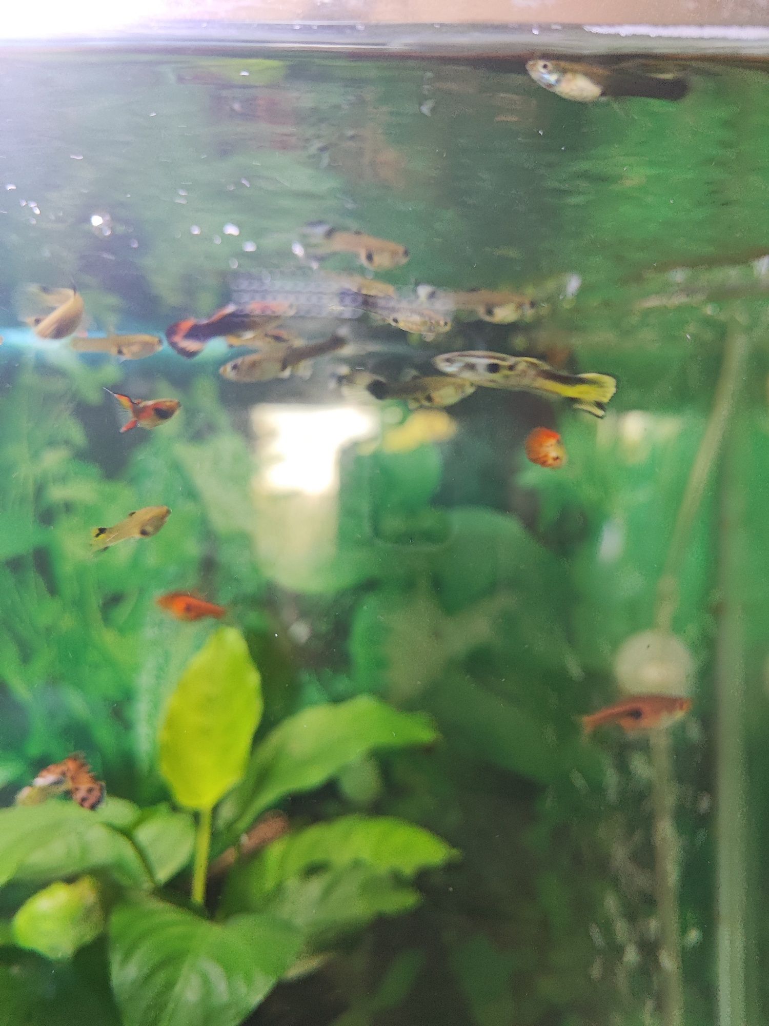 Guppy's  Sortidos