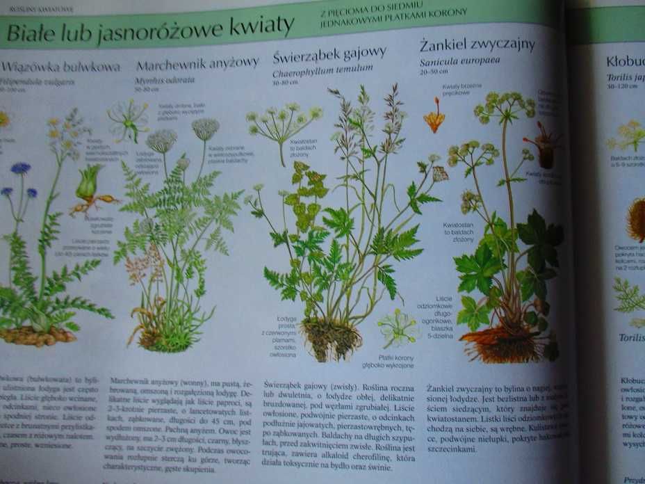 Nasza przyroda - rośliny i zwierzęta Europy/przyroda/flora/ilustracje