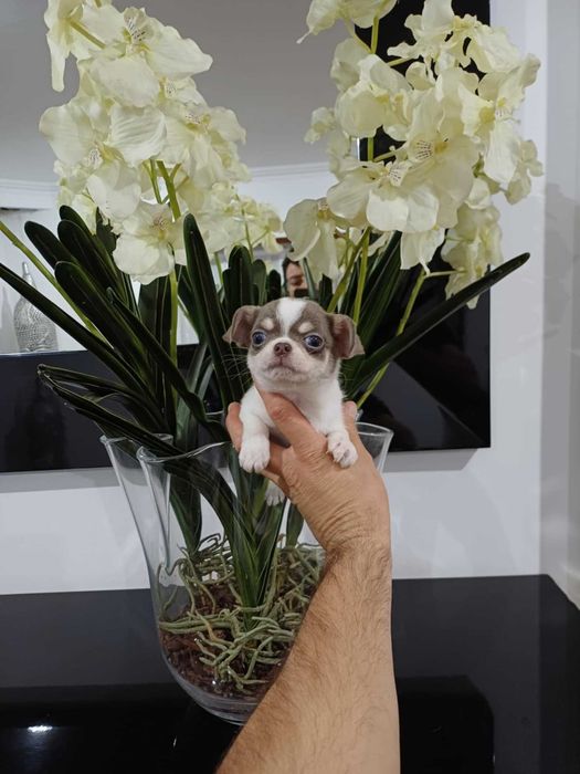 MARAVILHOSA Chihuahua  HIperminiatura FEMEA BRANCA e LILAC