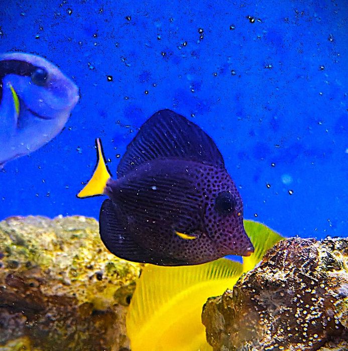 Zebrasoma xanthurum. Morskie