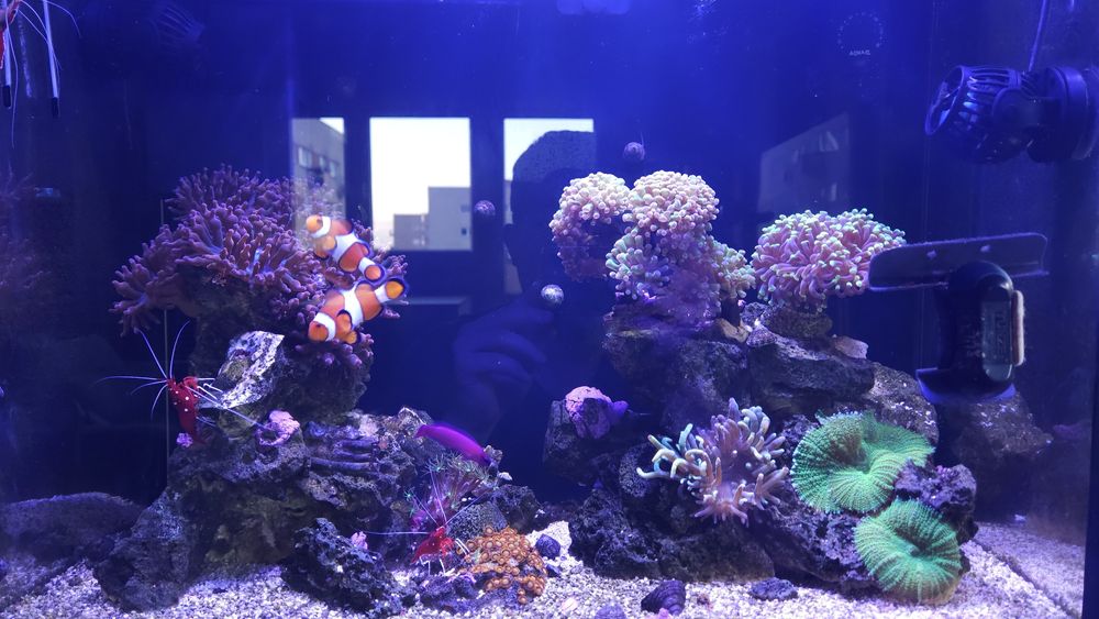 Akwarium morskie komplet