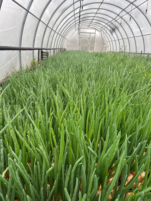 Зелене перо цибулі