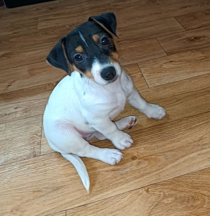 Джек Рассел Терьер