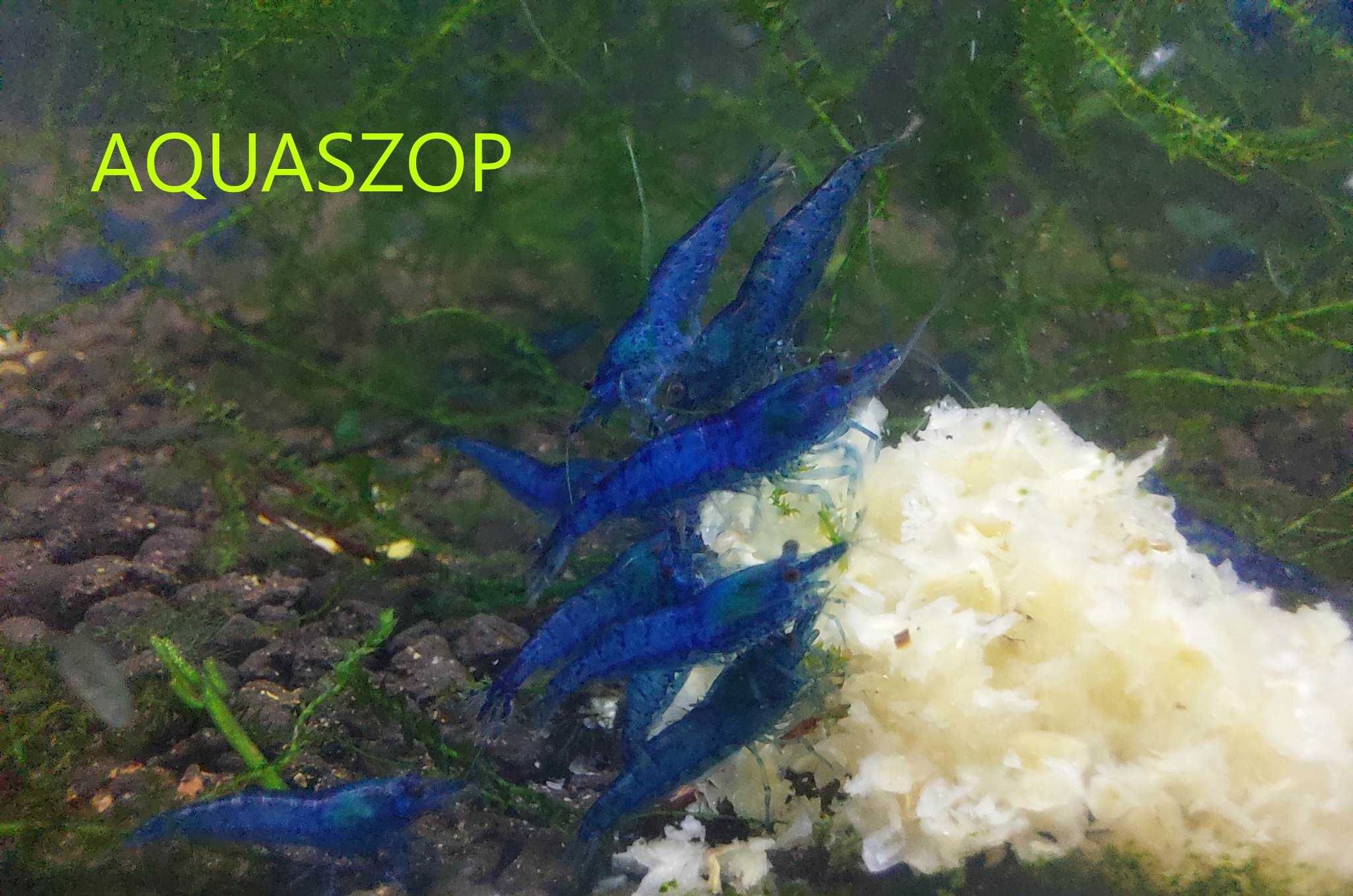 Krewetka akwariowa Neocaridina Blue Velvet - Aquaszop