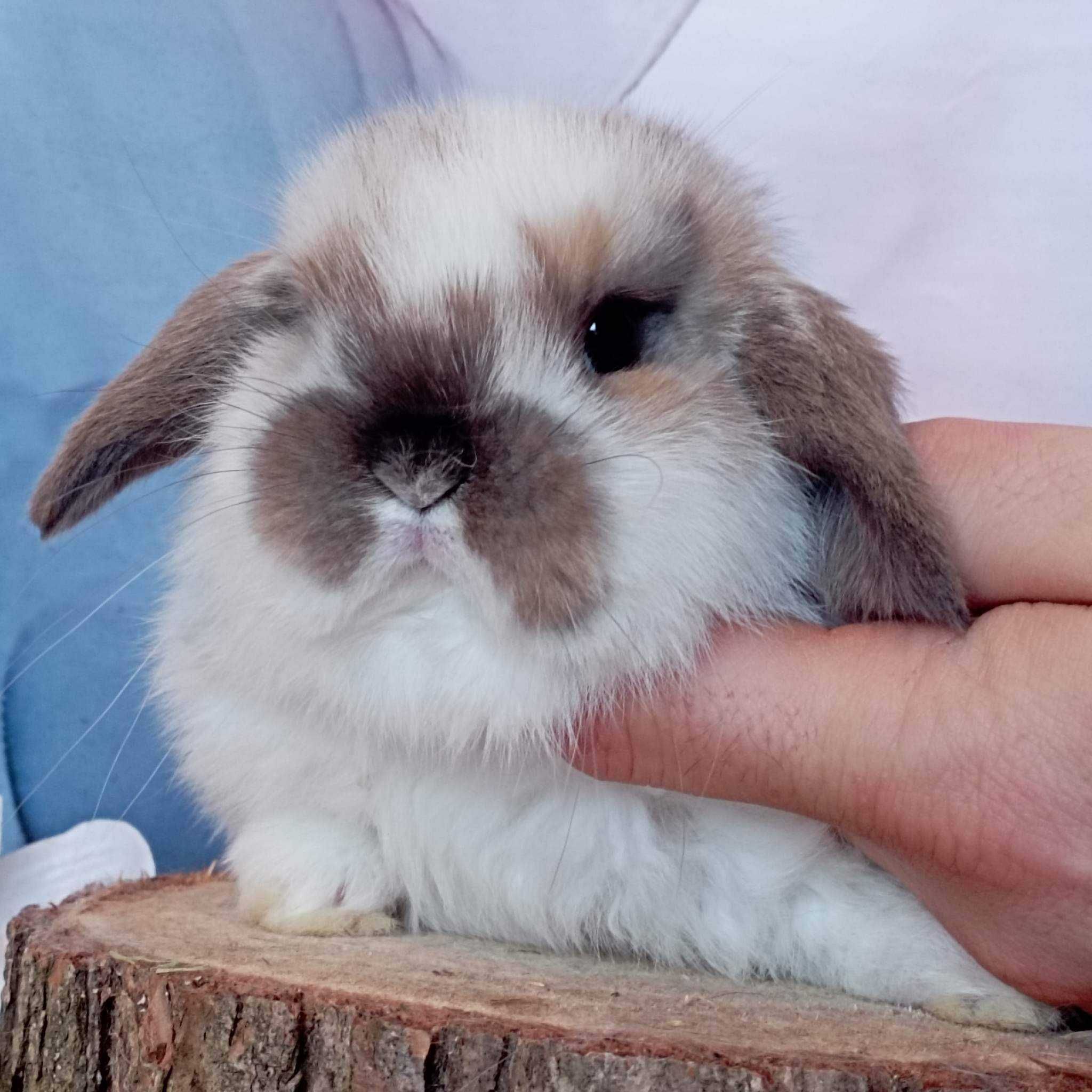 Mini lop karzełek Teddy hodowla zarejestrowana