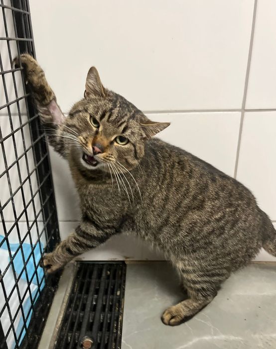 Borys błaga o szansę i dom ...