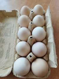 Jajka wiejskie kurze świeże
