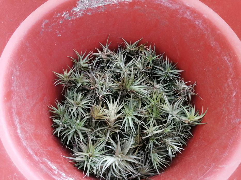 Planta aérea, não necessita de substrato