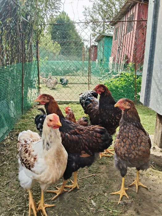 Wyandotte, Wyandotta, Wyandotty Koguty