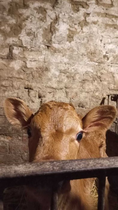 Продам теличку від молочної корови.