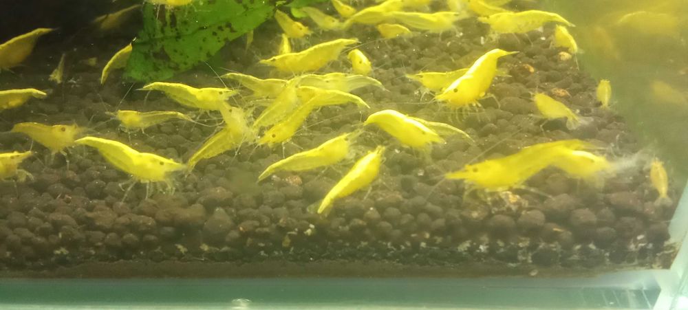 Krewetki neocardina Neon Gelb