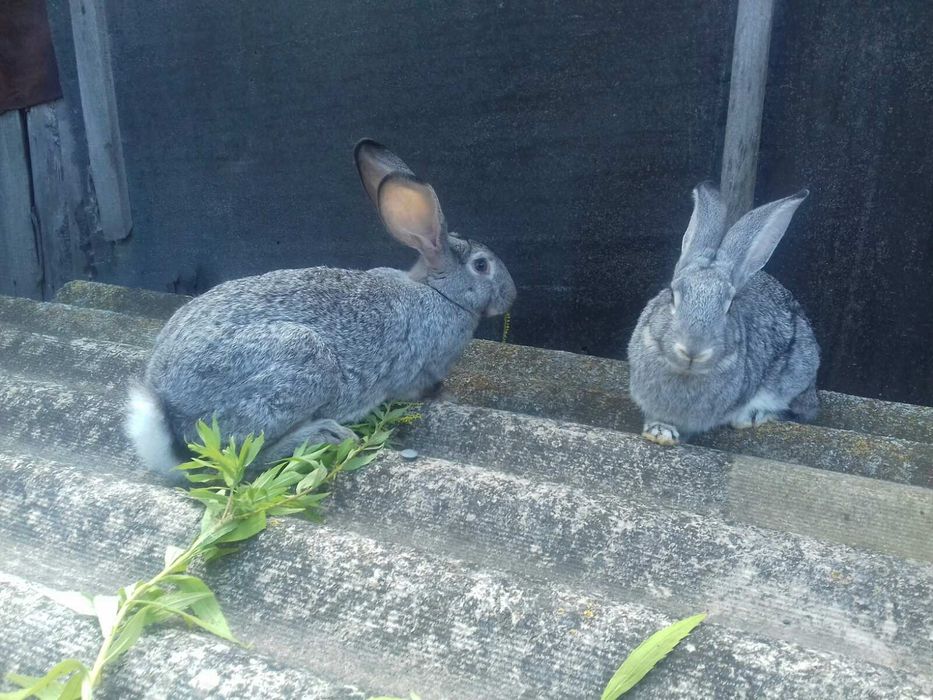 Молоді кролики готові до переїзду!!!