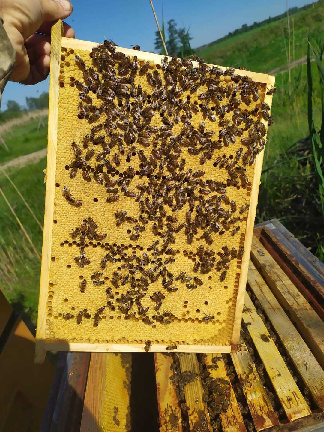 Pszczoły, odkłady pszczele - Ramka wielkopolska i warszawska zwykła