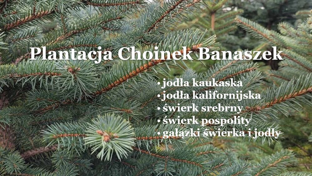 Plantacja Choinek