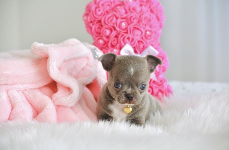Cudowny Mini Liliowy piesek Chihuahua