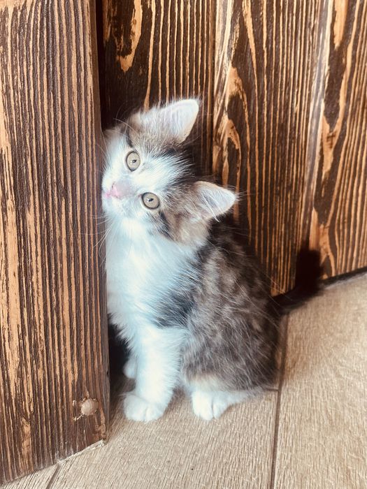 Подарую миленьких котиків, щоб приносили вам радість