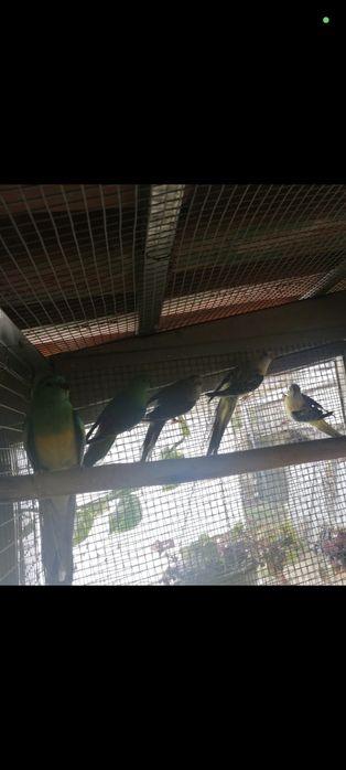 Lote red rumpd anilhados