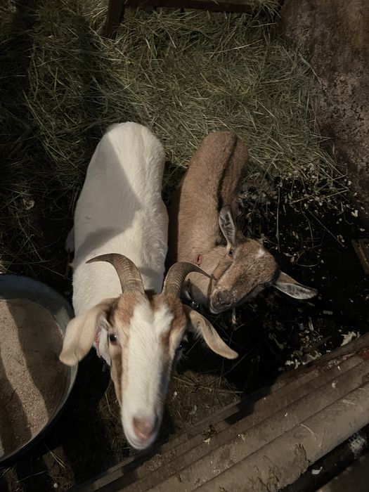 Sprzedam dwie młode Kozy