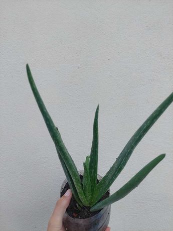 Cacto Aloe Vera com ou sem vaso