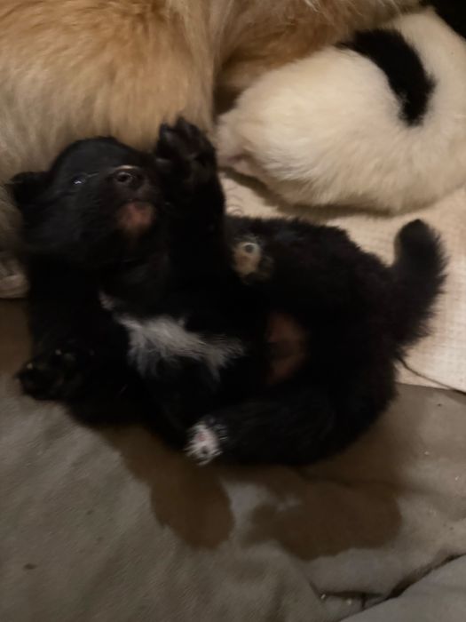 Szpic miniaturowy  rodowód śliczna do rezerwacji