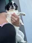 Chihuahua femea pelo longo