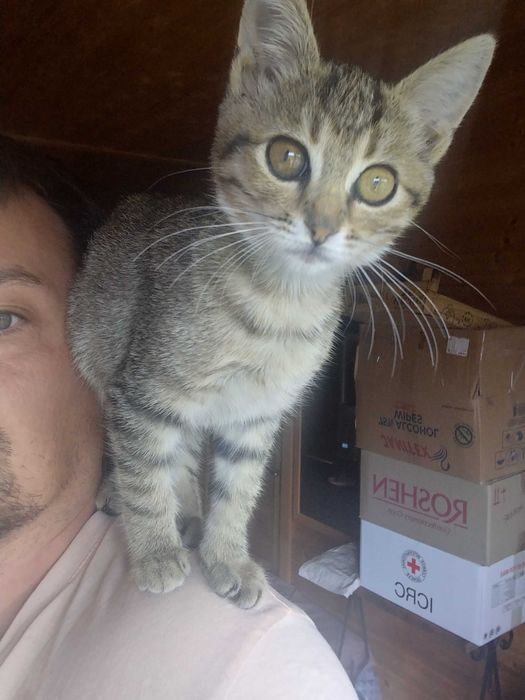Віддамо грайливу, здорову кішку Мишку