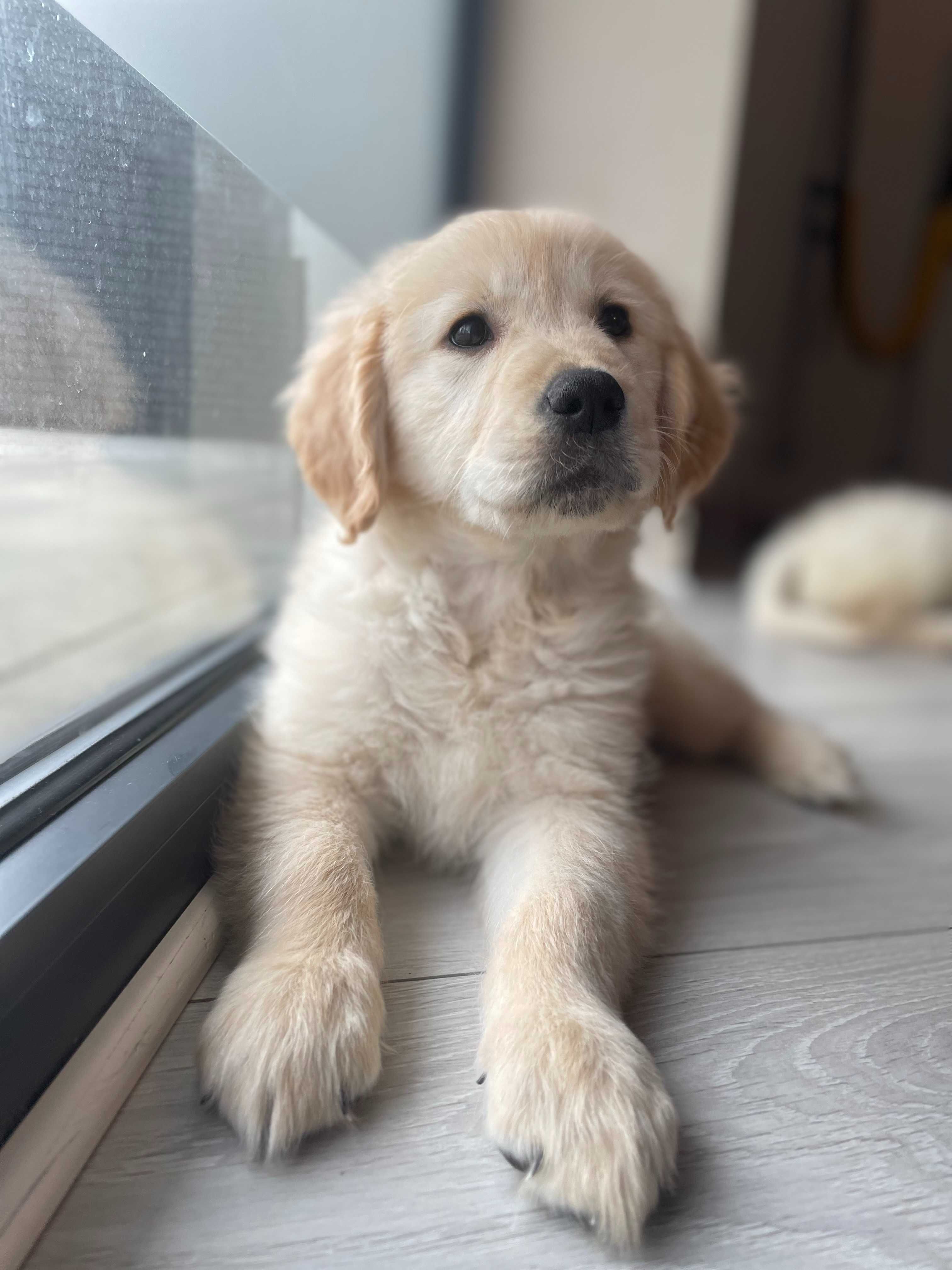 Prześliczny Golden Retriever