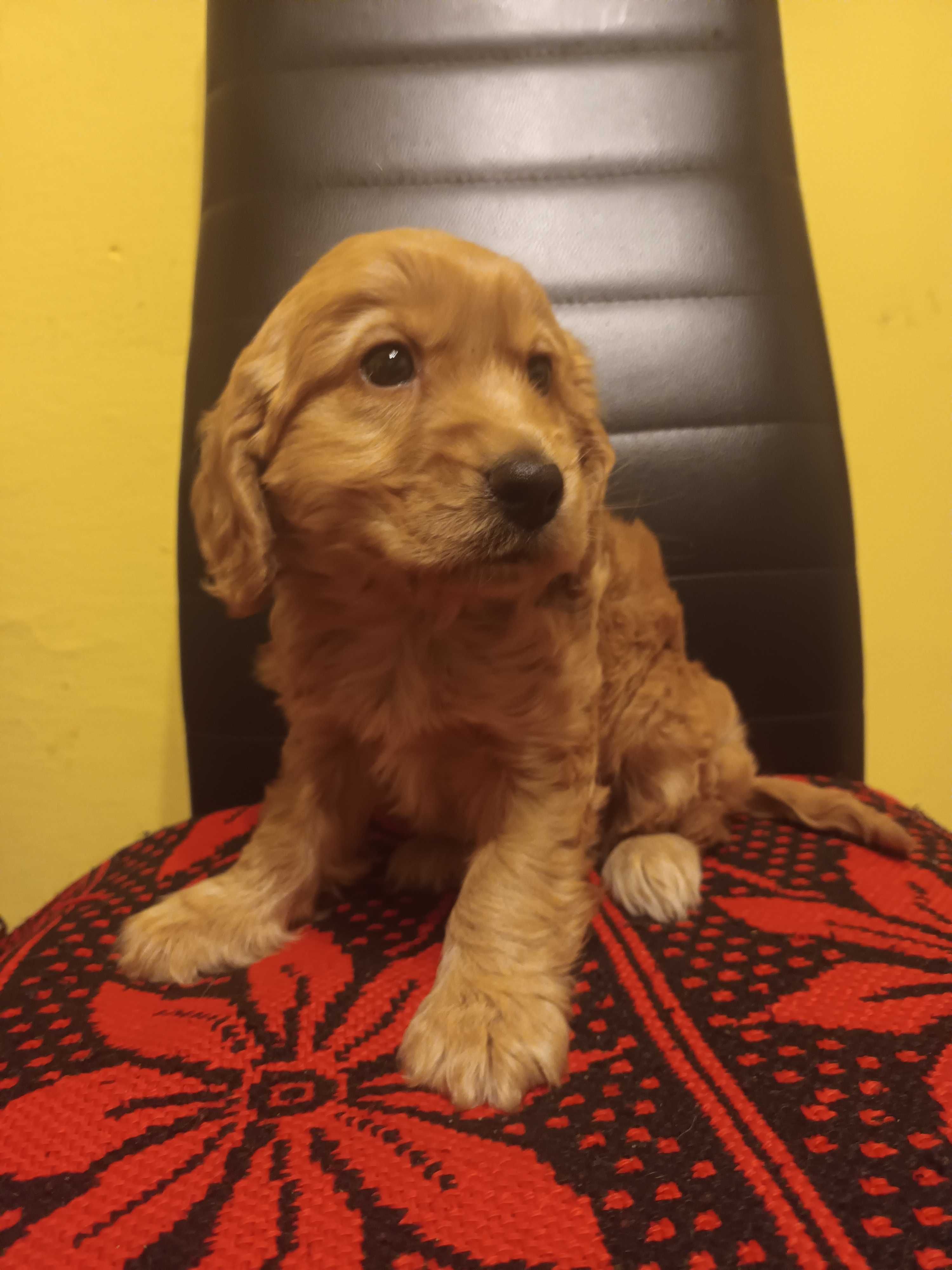Cocker spaniel szczeniak gotowy do odbioru
