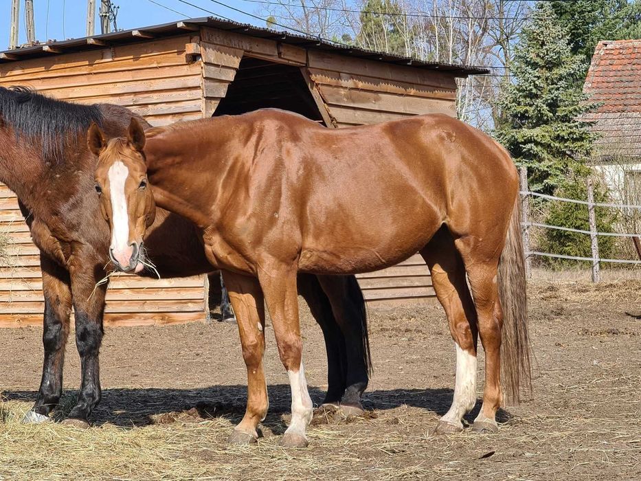 Ramowa, bezpieczna klacz na pierwsze starty jak i dla początkujących