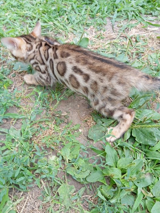 Бенгальский мальчик шоу класса