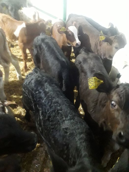 Byczki jałówki Bobrowo polskie
