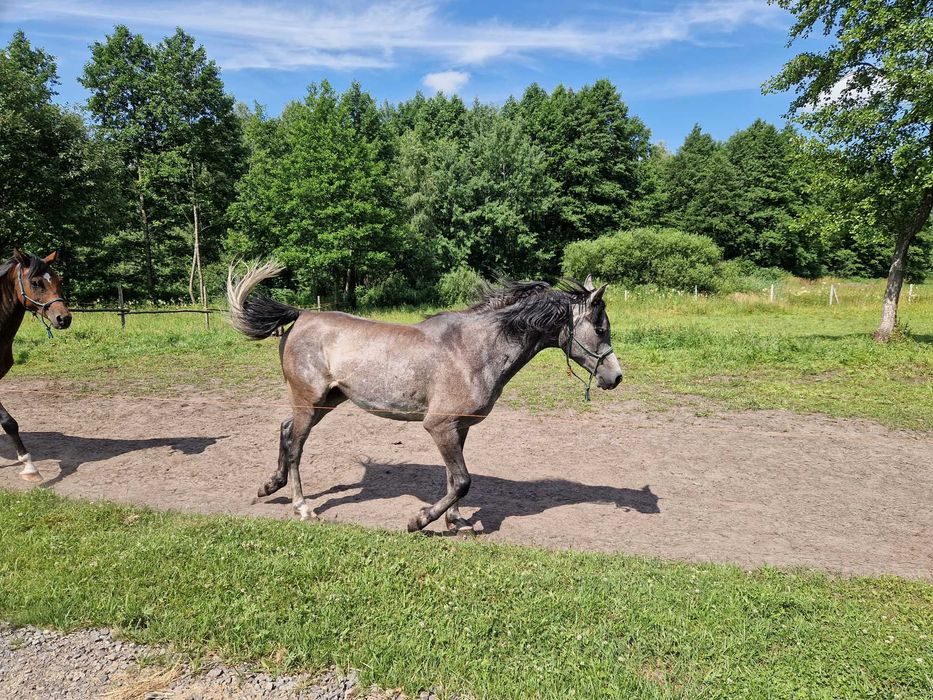 arab, czysta krew arabska wałach,