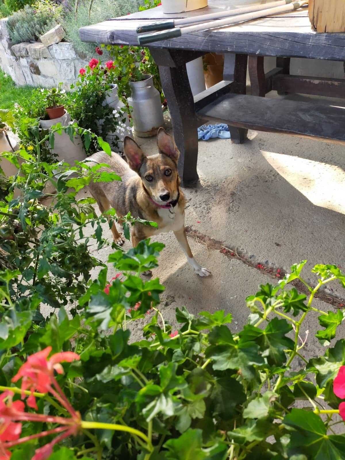 USIA szuka spokojnego, ciepłego, kochającego domku. Adopcja!