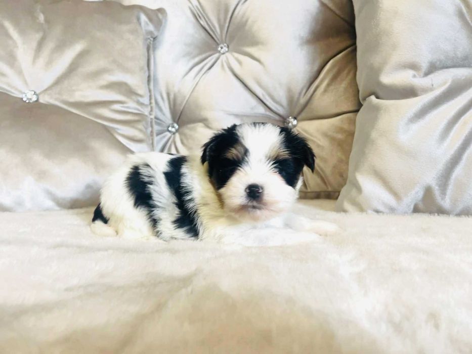 York Biewer prześliczny chłopczyk. Bardzo Piękny. Luxusowy.