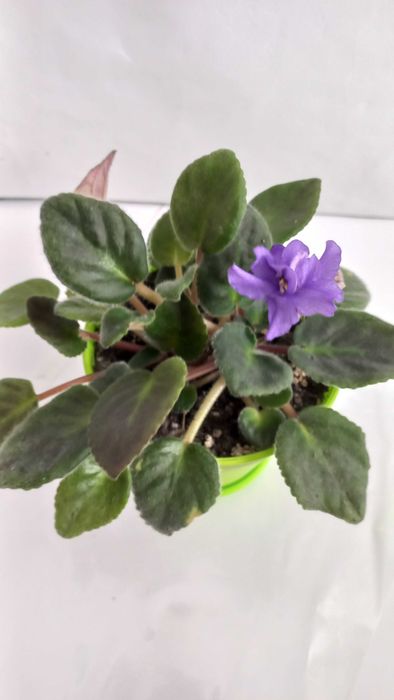 Фіолетова фіалка