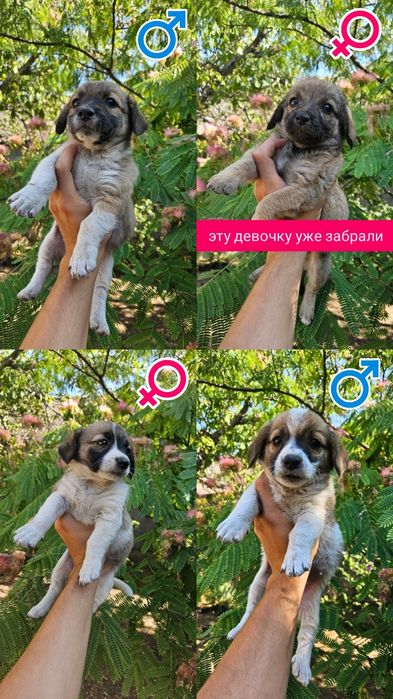 Отдам щенков в добрые руки